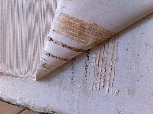 La photo montre des traces de moisissure poussant sous le papier peint La photo montre des traces de moisissure poussant sous le papier peint