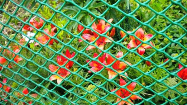 La maille de diamant peut également être utilisée comme clôture La maille de diamant peut également être utilisée comme clôture