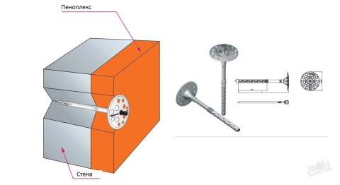 Le schéma de fixation du champignon penoplex