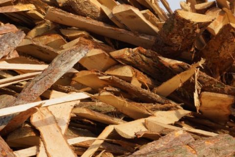 Sur la photo - croaker scié